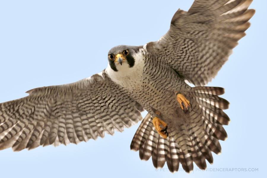 Peter Green, providenceraptors.com